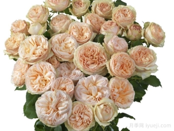 温和潮流月季Gentle Trendsetter