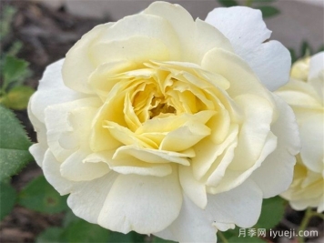 伟大宝贝月季Grand Baby