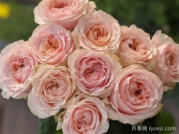 维多利亚梦想月季/维多利亚之梦Victorian Dream