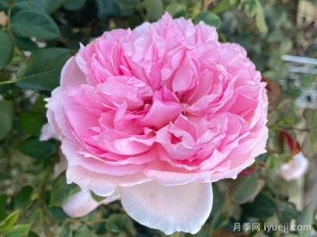 威基伍德月季/粉伍德月季The Wedgwood