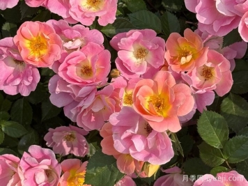 西子烟雨月季/粉繁星月季