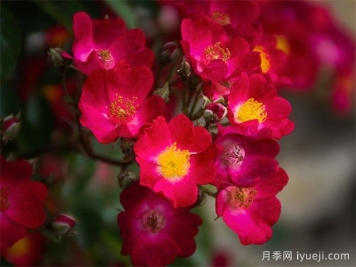 午夜小姐月季Mademoiselle des Minuits