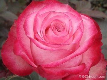 无限月季/无限制No Limit