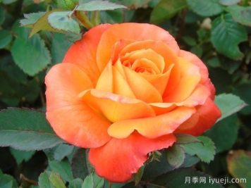 无畏月季/勇敢Fearless