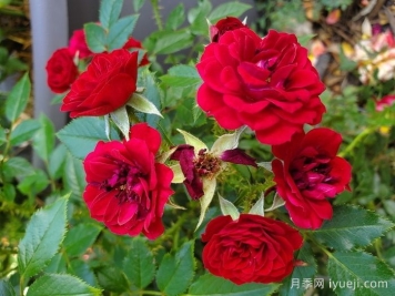 无条件的爱月季Unconditional love