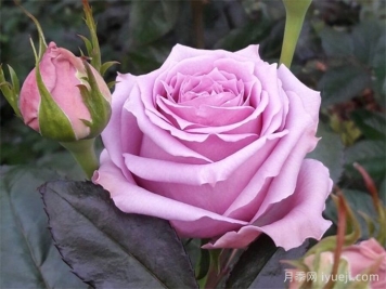 乡村音乐月季/乡村精神之歌Country Spirit Song