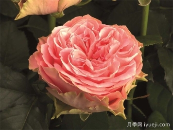 乡村女孩月季Country Spirit Girl