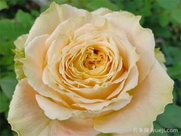 乡村芙丽达月季Country Spirit Frieda