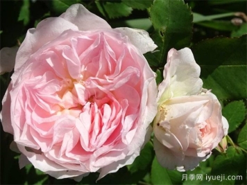 现代桃红月季/现代腮红Morden Blush