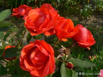 现代火焰月季/摩登火光Morden Fireglow