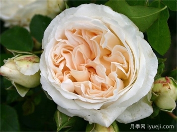 星河月季/尘世/宇宙Kosmos