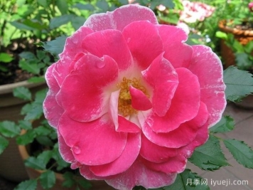 新生冰川月季/新冰川/雷根斯堡Regensberg