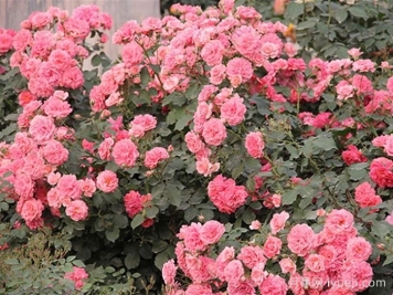 新东方月季New Oriental