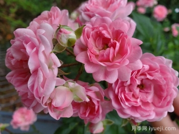 小仙女月季The Fairy