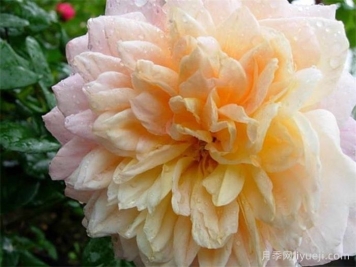 小说家月季Storywriter