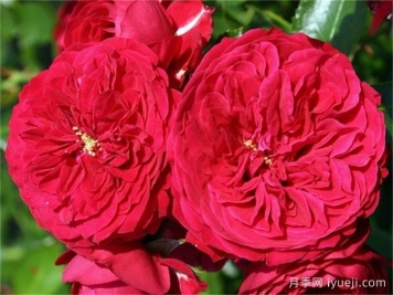 小红帽月季/柔塔卡博晨/马拉内罗Chaperon Rouge