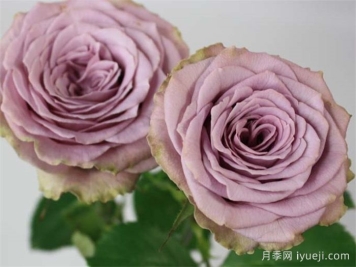 香织公主月季/考瑞公主月季Princess Kaori