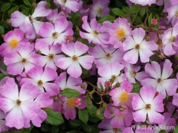 香氛地毯月季/奥索易香水地毯Scented Carpet