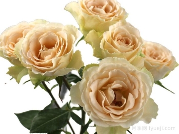 香槟之花月季Champagne Blossoms