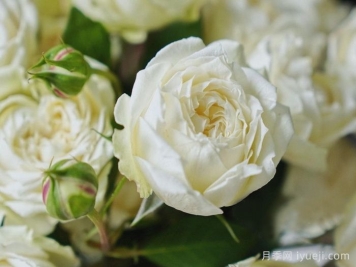 香草朱莉塔月季/香草朱丽叶塔Julieta Vanila