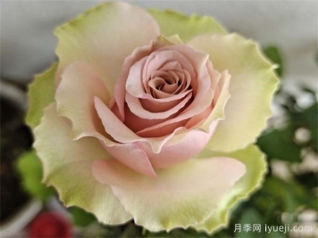 熏子玫瑰月季Kaoruko