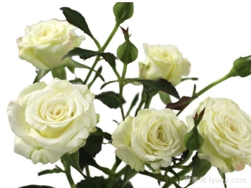 雪球之花月季Snowfall Blossoms