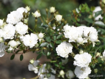 雪光月季Yuki Akari