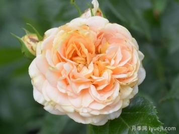 杏子雪崩月季/雪杏子Avalanche Abricot