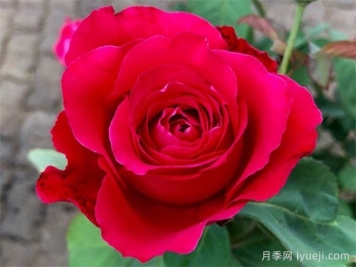 猩红欢腾月季/猩红妖精月季