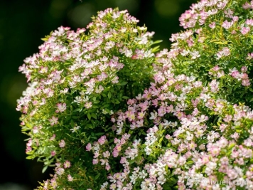 杏花雨月季(超微)