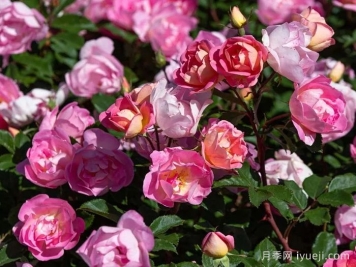 瑶光玫迪兰月季Pink Chantilly