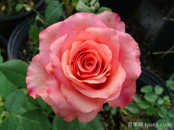 摇滚乐月季/硬式摇滚Hard Rock