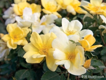 阳光绝代佳人月季/晴朗绝代佳人Sunny Knock Out