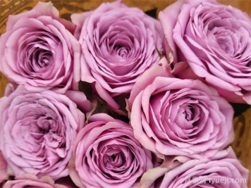 烟熏眼月季/烟熏阴影月季Smokey Eyes