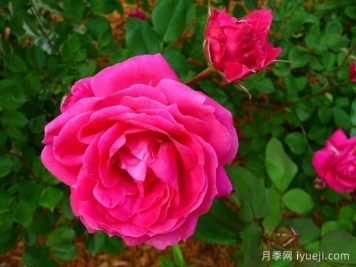 亚历山大麦肯兹月季Alexander Mackenzie