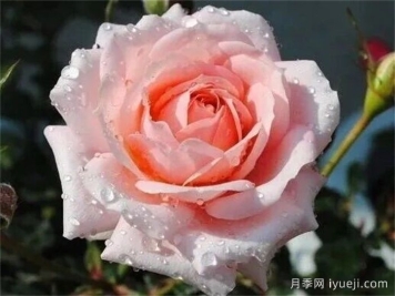 雅芙粉饰月季
