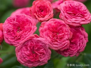 咿咿呀呀月季Cri Cri