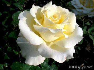 伊琳娜月季/埃琳娜/漂多斯月季Elina