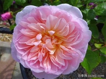 伊丽莎白月季Elizabeth