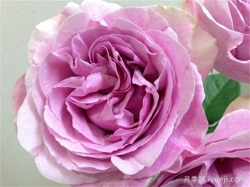 伊芙珍妮洛里奥月季/伊芙珍妮洛德Jeanne Loriod