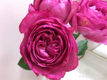 伊芙伊冯娜洛里奥月季/伊芙里奥Yvonne Loriod