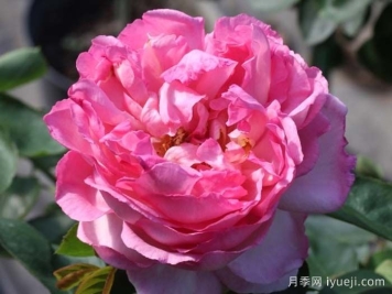 伊芙五号月季Yves No5