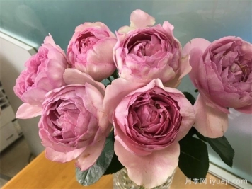 伊芙雷欧诺月季Leonor