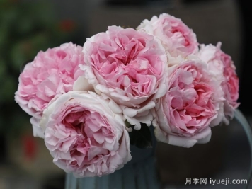 伊芙克莱尔月季Yves Clair