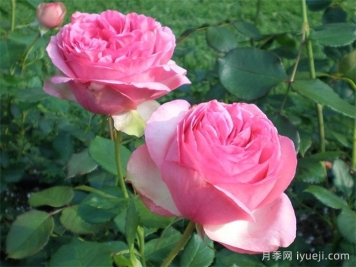 伊芙华尔兹梦月季/华尔兹之舞Waltz Dream