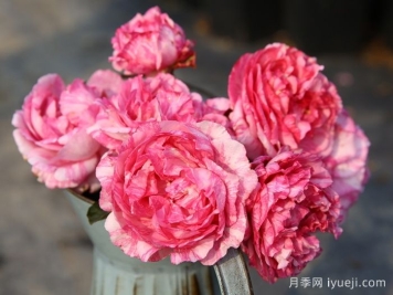 伊芙飞溅月季Yve Splash