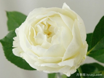 伊芙布雷琴月季