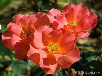 伊迪丝霍尔登月季Edith Holden