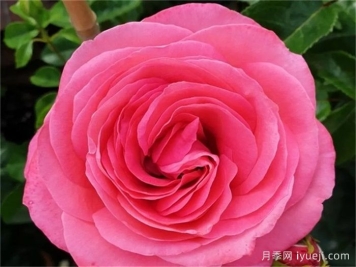 樱桃女士月季/樱桃夫人Cherry Lady