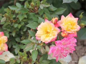 婴儿假面舞会月季/小五彩月季Baby Masquerade